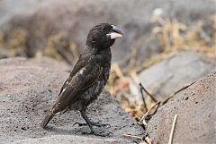 Common Cactus-Finch